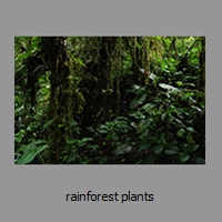 rainforest plants